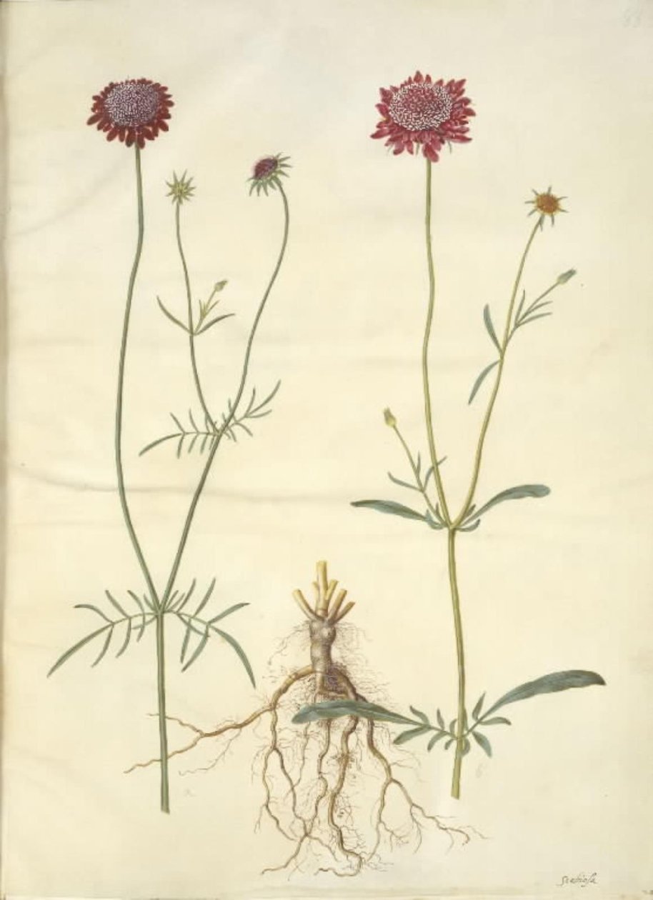 Scabiosa atropurpurea (enkeblomst) by Hans Simon Holtzbecker
