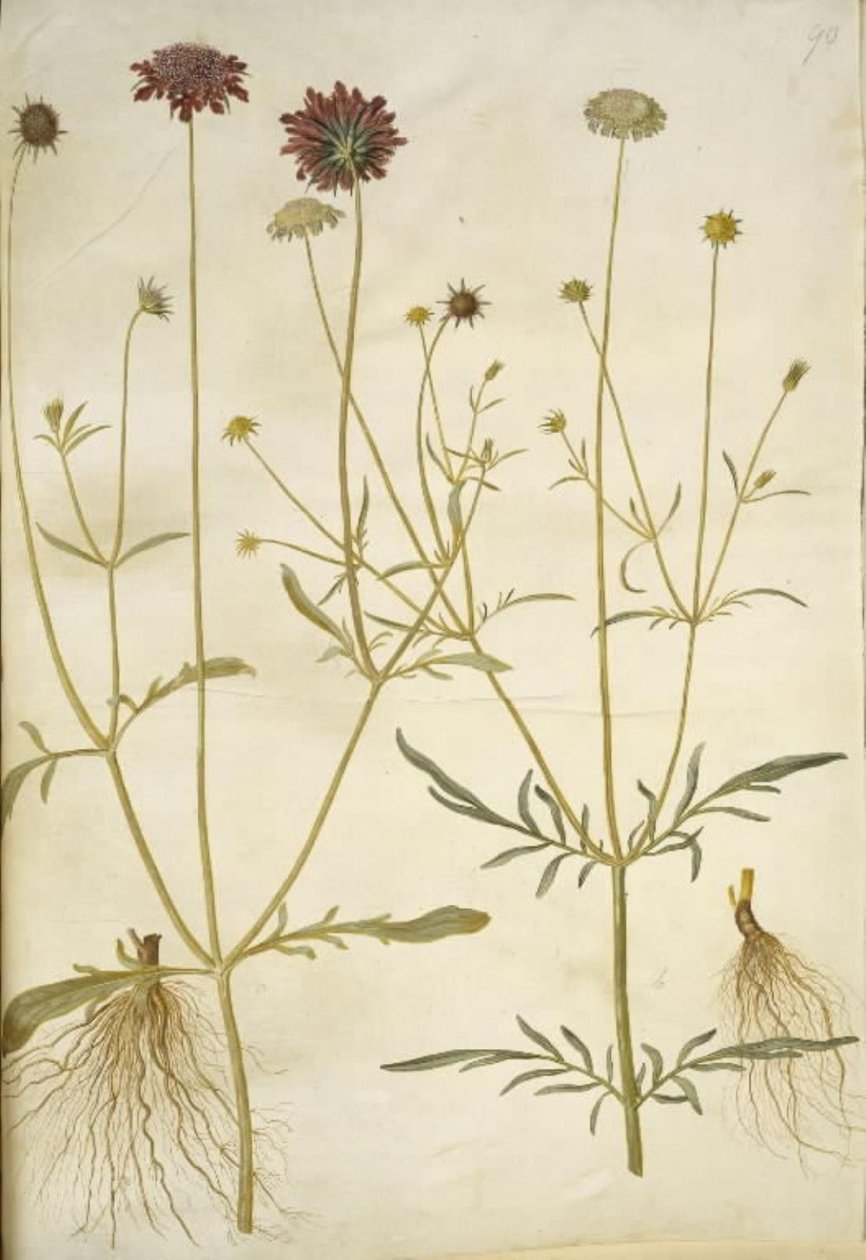Scabiosa atropurpurea (enkeblomst); Scabiosa columbaria (nedeniyle skabioz) by Hans Simon Holtzbecker