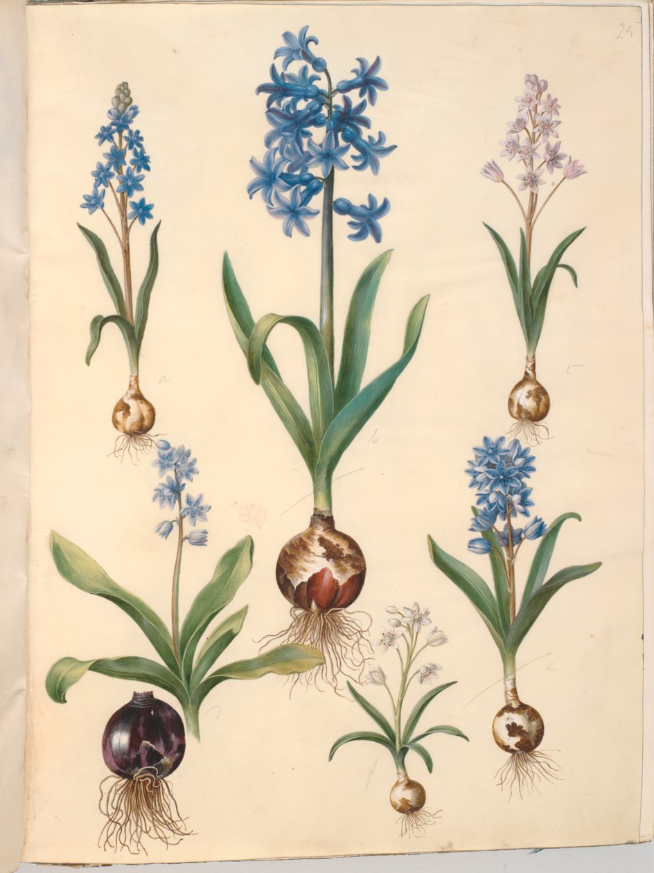 Scilla bifolia (tobladet skilla); Hyacinthus orientalis (almindelig sümbül) Scilla hoş (himmelblå skilla) by Hans Simon Holtzbecker