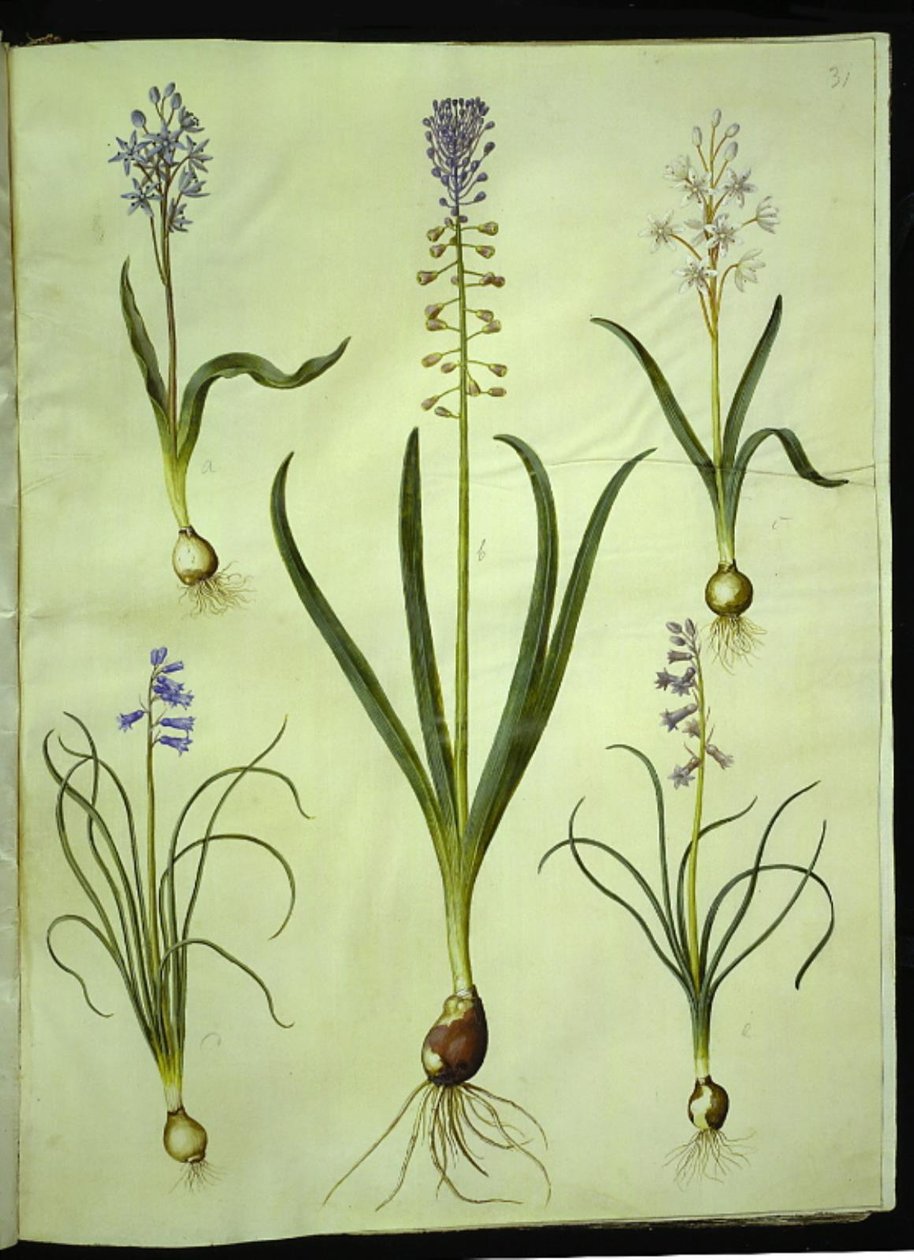 Scilla bifolia (iki çenekli); Muscari comosum (duskhyacint); Brimeura amethystina (Pyrenean sümbül) by Hans Simon Holtzbecker