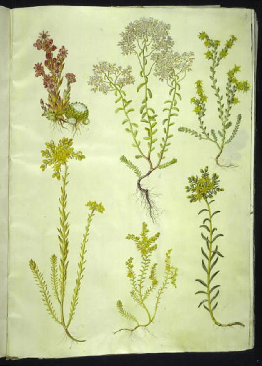 Sempervivum arachnoideum (örümcek-soğan); Sedum albümü (beyaz taş otu); Sedum akre (ısıran taş otu); Sedum rupestre (dağ-taş otu); Sedum sexangulare (altı sıra taş otu) by Hans Simon Holtzbecker