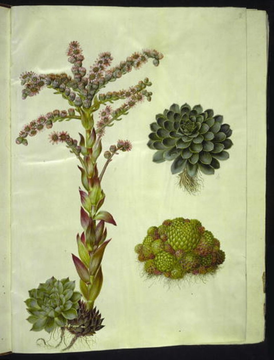 çatılarda Sempervivum (almindelig husløg); Sempervivum montanum (bjerg-husløg) by Hans Simon Holtzbecker