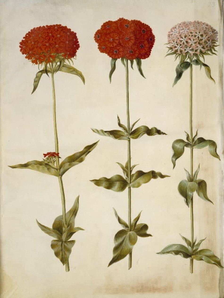 Silene chalcedonica (yanan aşk) by Hans Simon Holtzbecker
