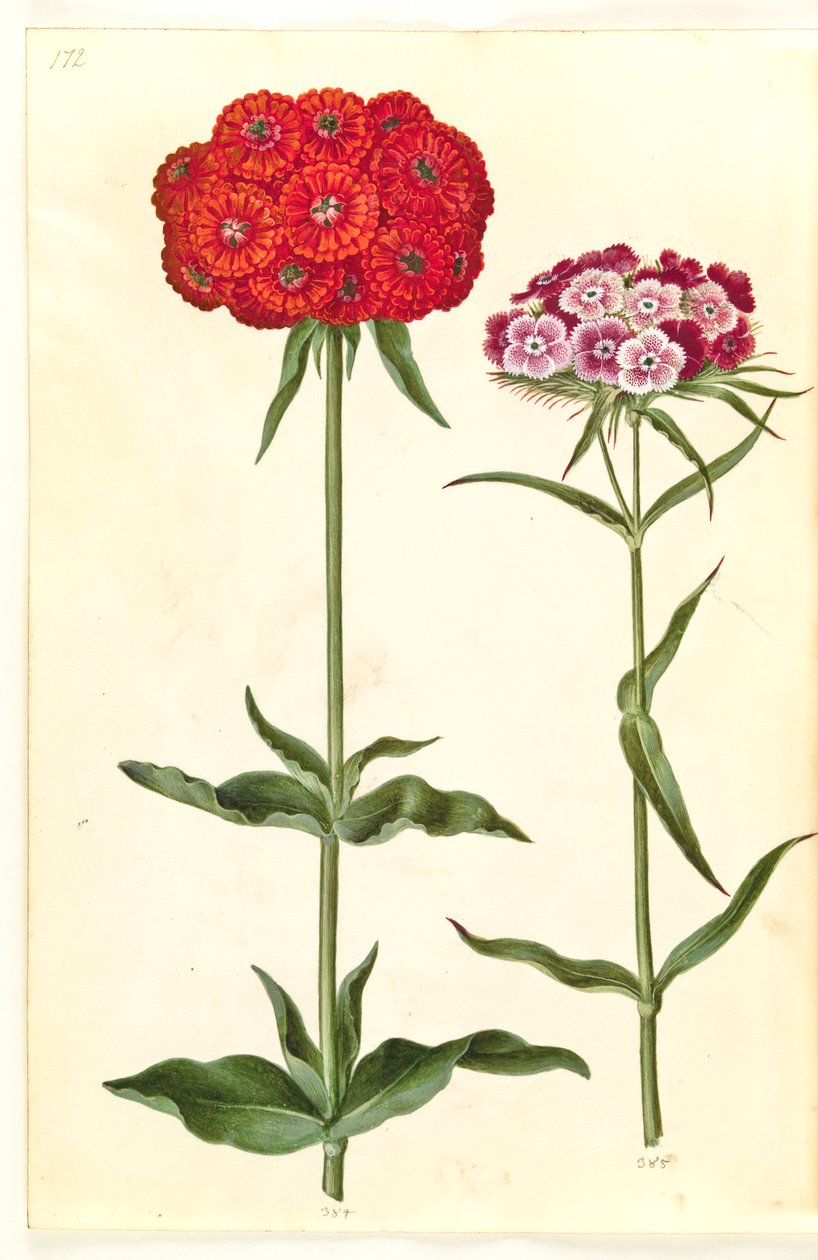Silene chalcedonica (yanan aşk); Dianthus barbatus (öğrenci-karanfil) by Hans Simon Holtzbecker