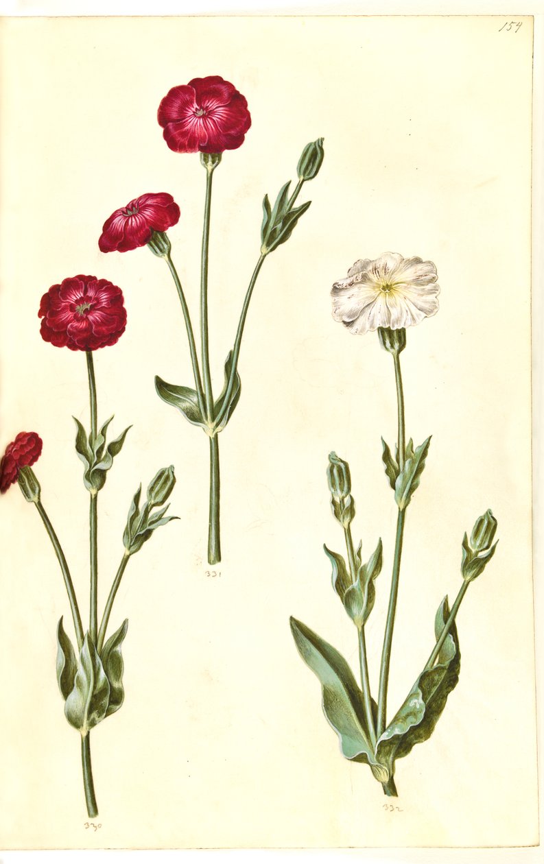 Silene coronaria (kron-limurt) by Hans Simon Holtzbecker