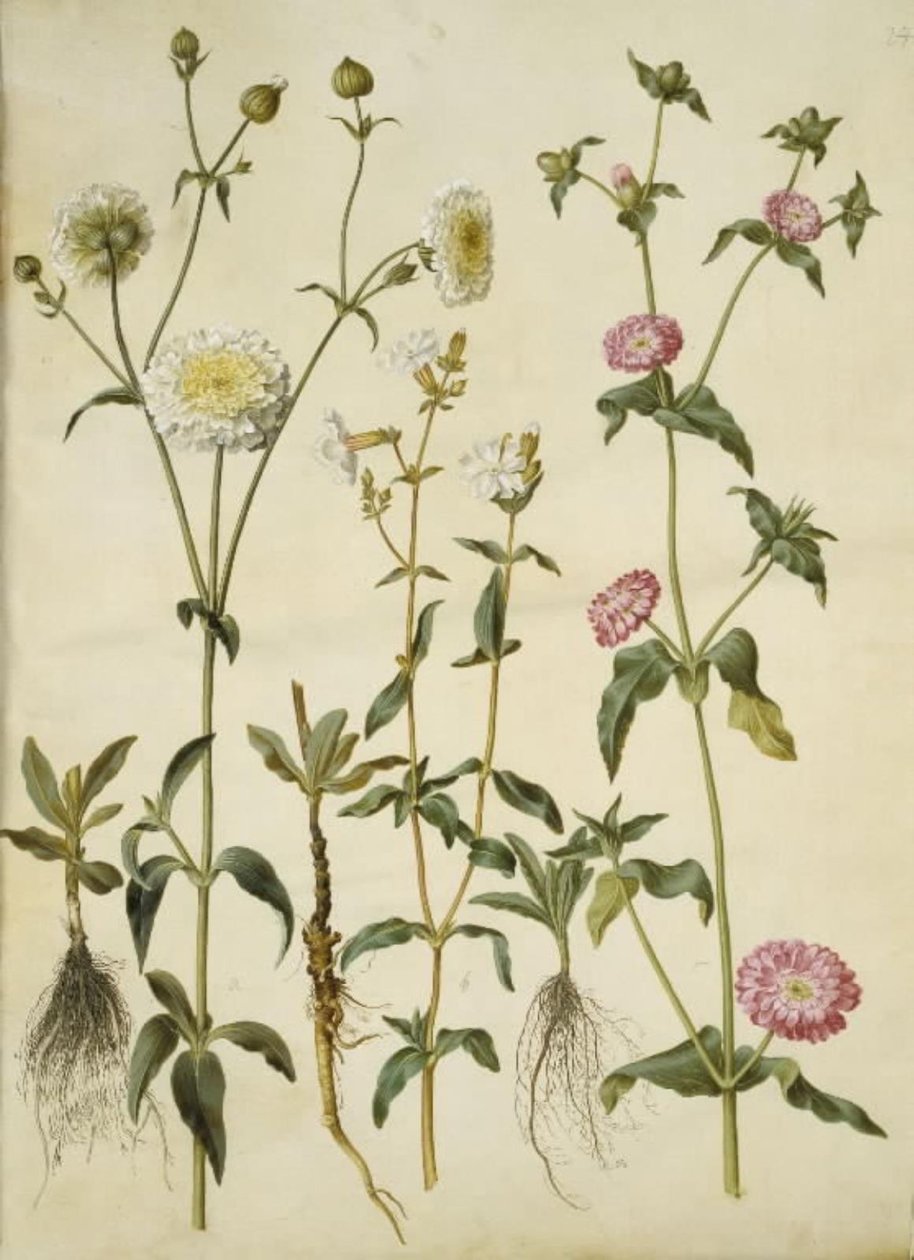 Silene latifolia (akşam ihtişamı yıldızı); Silene dioica (gün ihtişam yıldızı) by Hans Simon Holtzbecker