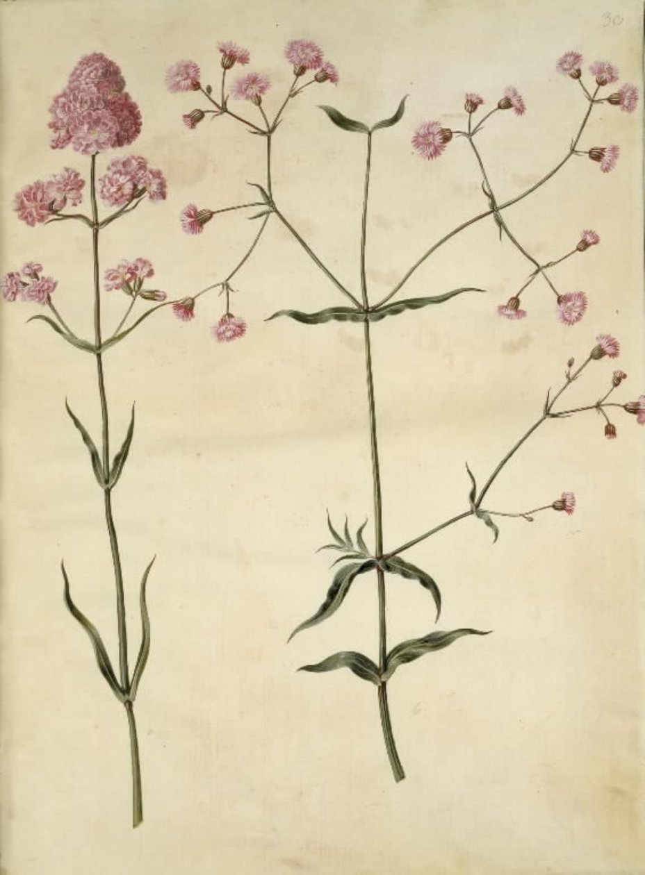 Silene viscaria (ortak katran karanfil); Silene (fiber taç) by Hans Simon Holtzbecker