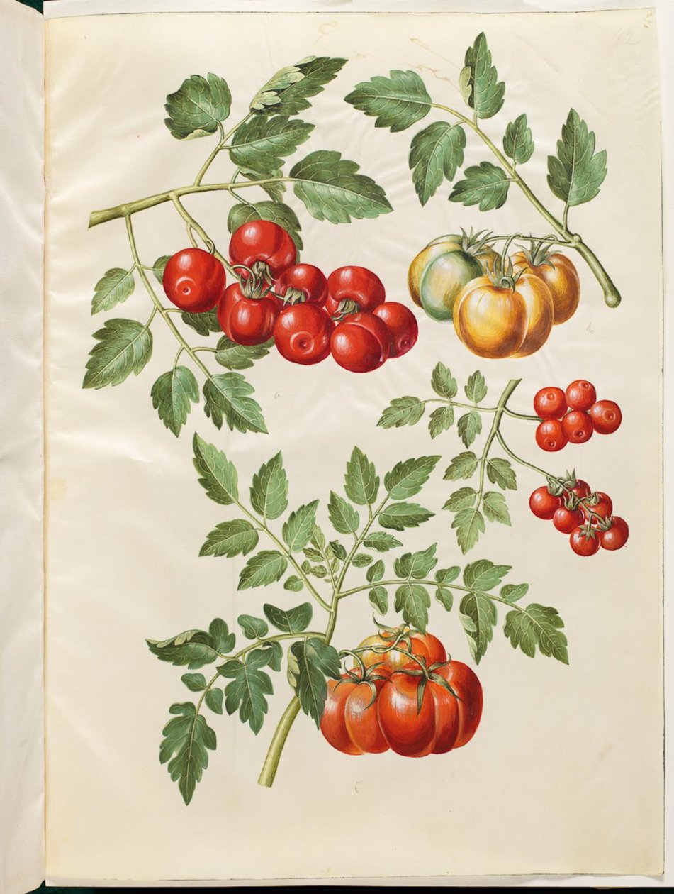 Nicotiana tabacum L. ( almindelig domates ) by Hans Simon Holtzbecker