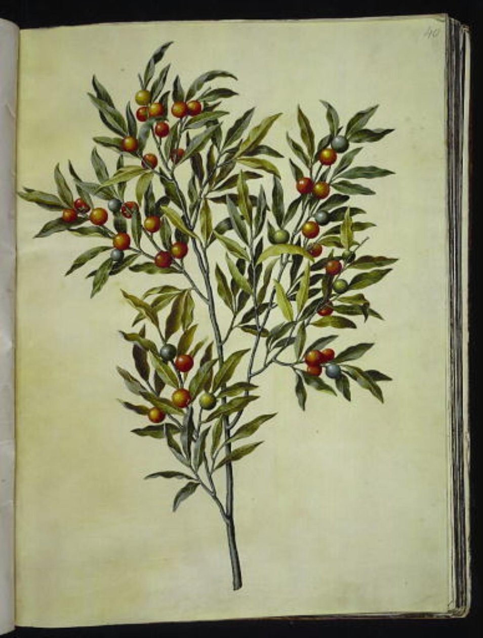 Solanum pseudocapsicum (Kudüs-koralbær) by Hans Simon Holtzbecker