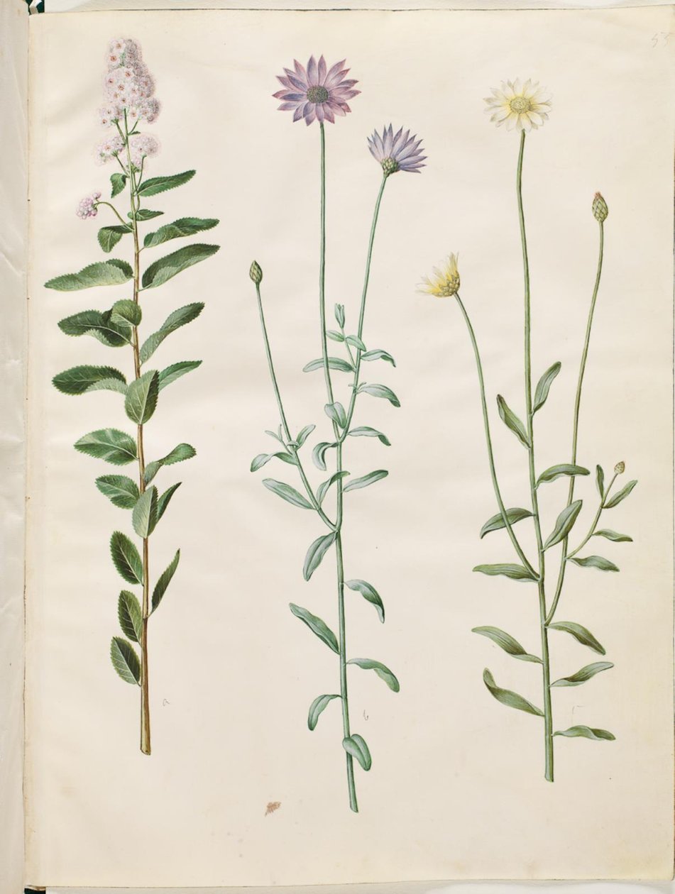 Spiraea salicifolia (pillebladet spiralis); Catananche mavisi (blå rasleblomst) by Hans Simon Holtzbecker