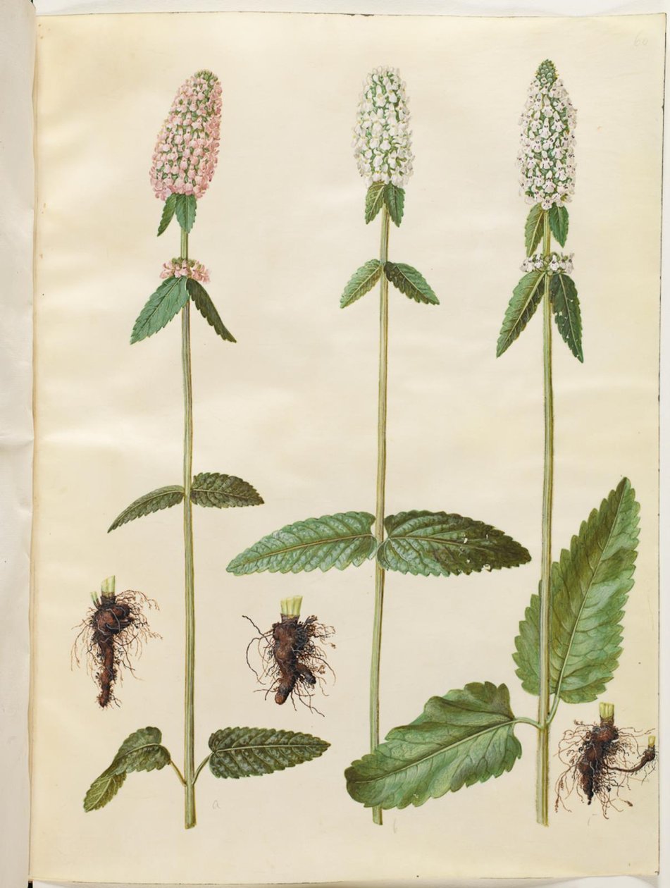 Stachys officinalis (læge-betonie) by Hans Simon Holtzbecker