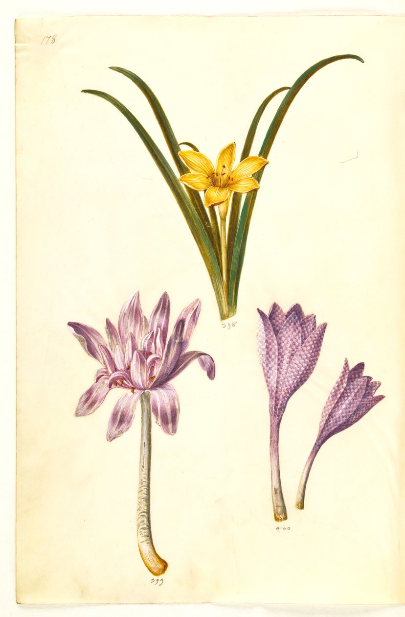 Sternbergia lutea (yaygın sternbergia); Colchicum Autumnale (sonbahar-zamansız); Colchicum variegatum (benekli zamansız) by Hans Simon Holtzbecker