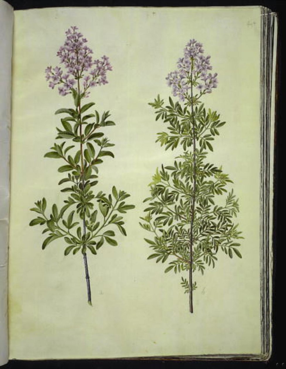 Syringa × laciniata (kanatlı leylak) by Hans Simon Holtzbecker