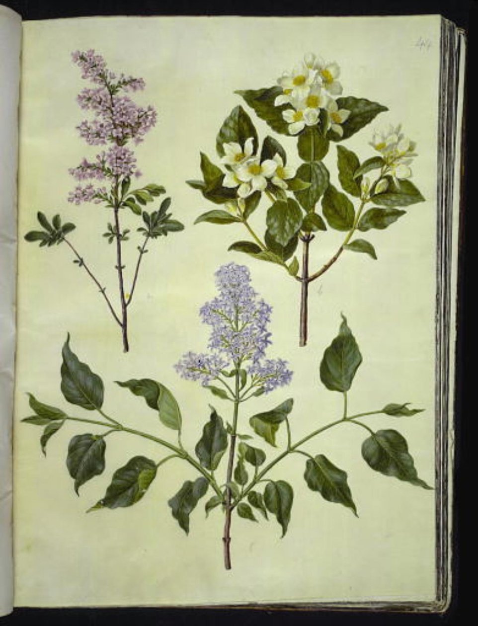 Syringa × persica (Fars leylak); Philadelphus koronarius (kokulu boru ağacı); Syringa vulgaris (ortak leylak) by Hans Simon Holtzbecker