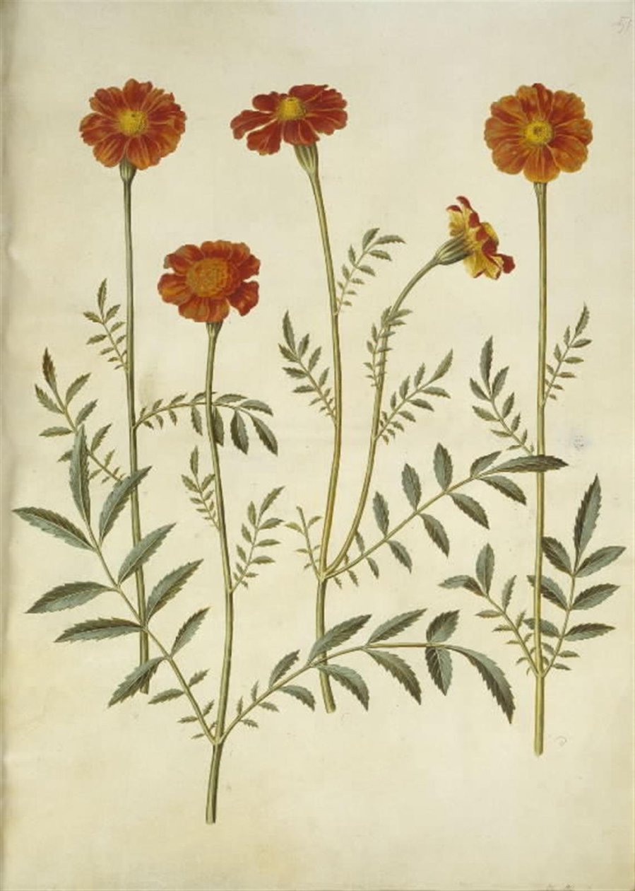 Tagetes patula (açık kadife çiçeği) by Hans Simon Holtzbecker
