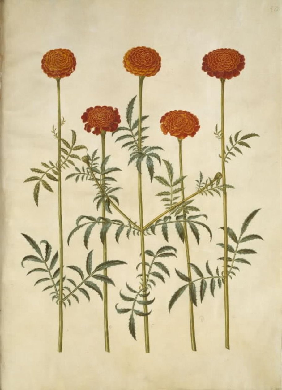 Tagetes patula (açık kadife çiçeği) by Hans Simon Holtzbecker