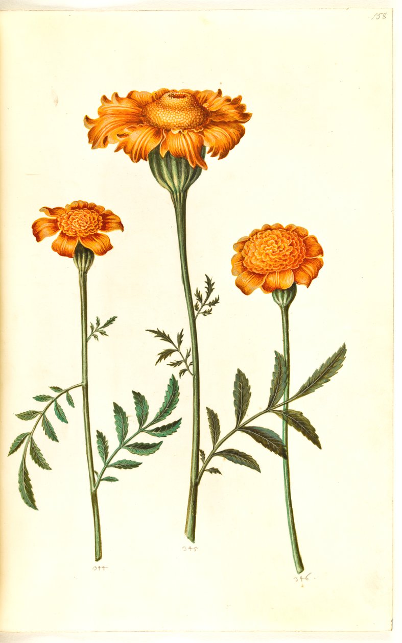 Tagetes patula (açık kadife çiçeği) by Hans Simon Holtzbecker