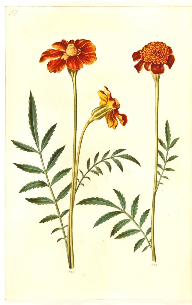 Tagetes patula (açık kadife çiçeği) by Hans Simon Holtzbecker