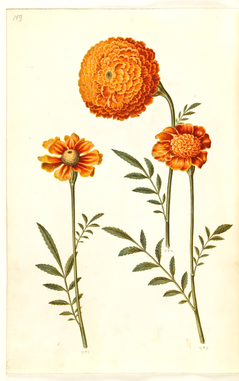 Tagetes patula (açık kadife çiçeği) by Hans Simon Holtzbecker