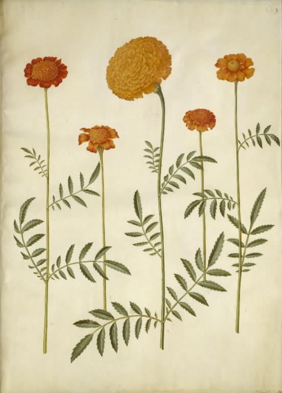 Tagetes patula (kesilmiş kadife çiçek); Tagetes erecta (kadife çiçek yarat) by Hans Simon Holtzbecker