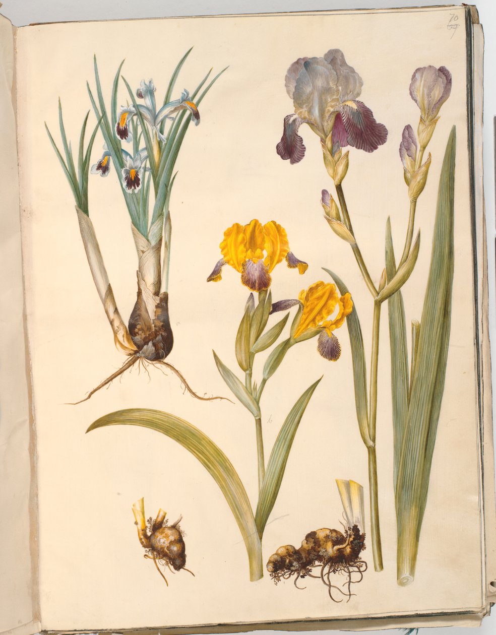 Başlık: İris persica (Farsça iris); İris variegata (alacalı iris); İris × sambucina (raf-iris) by Hans Simon Holtzbecker
