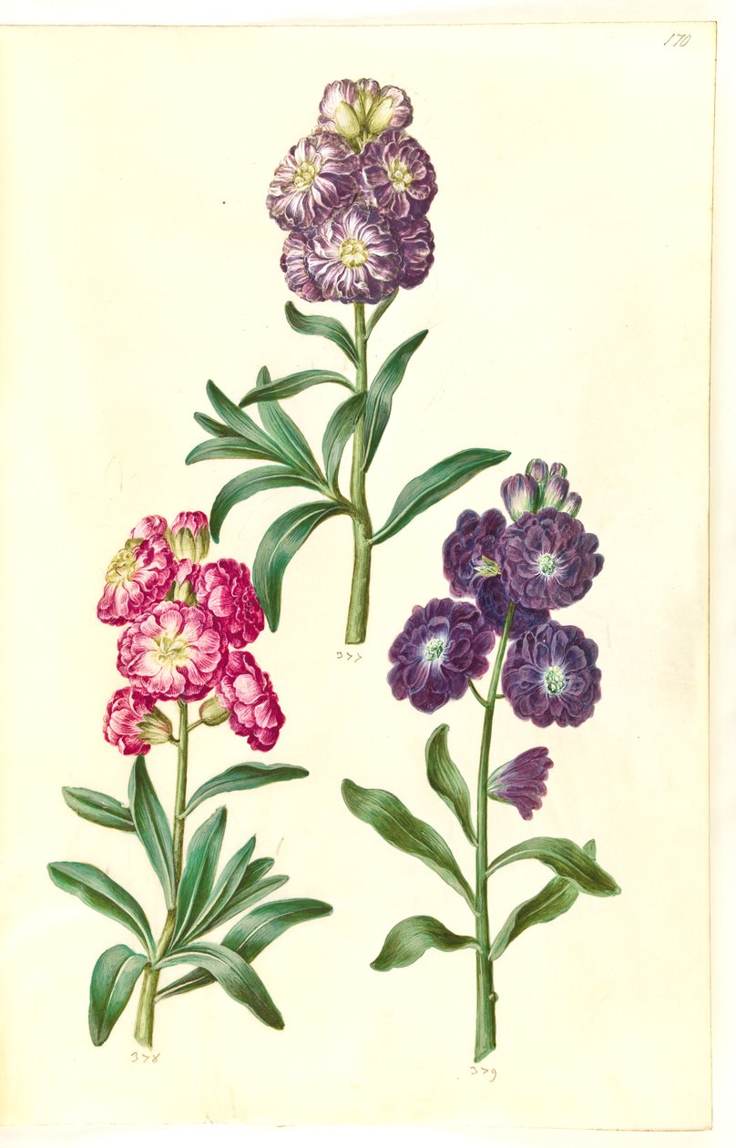 Baş sayfa. Çiçek çelenk by Hans Simon Holtzbecker