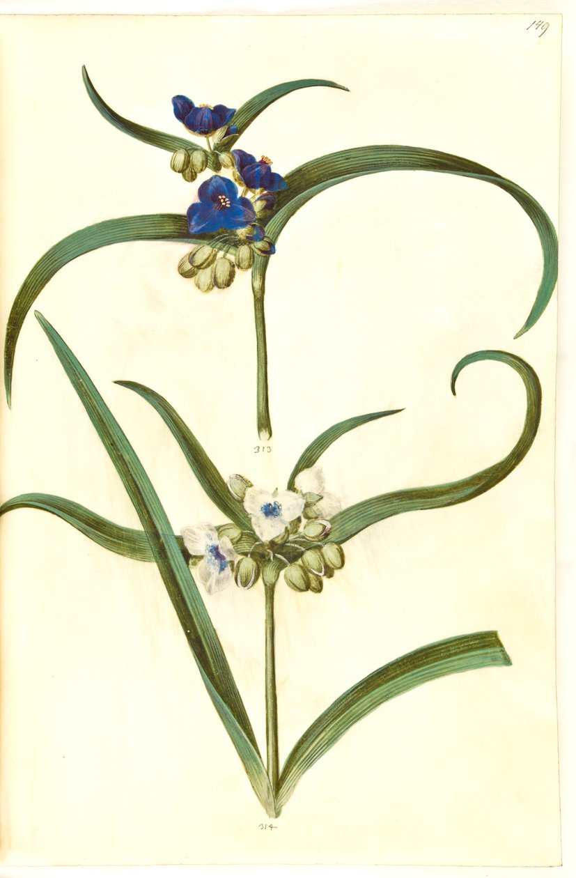 Tradescantia virginiana eller Tradescantia ohiensis (?) (blomsterjøde) by Hans Simon Holtzbecker