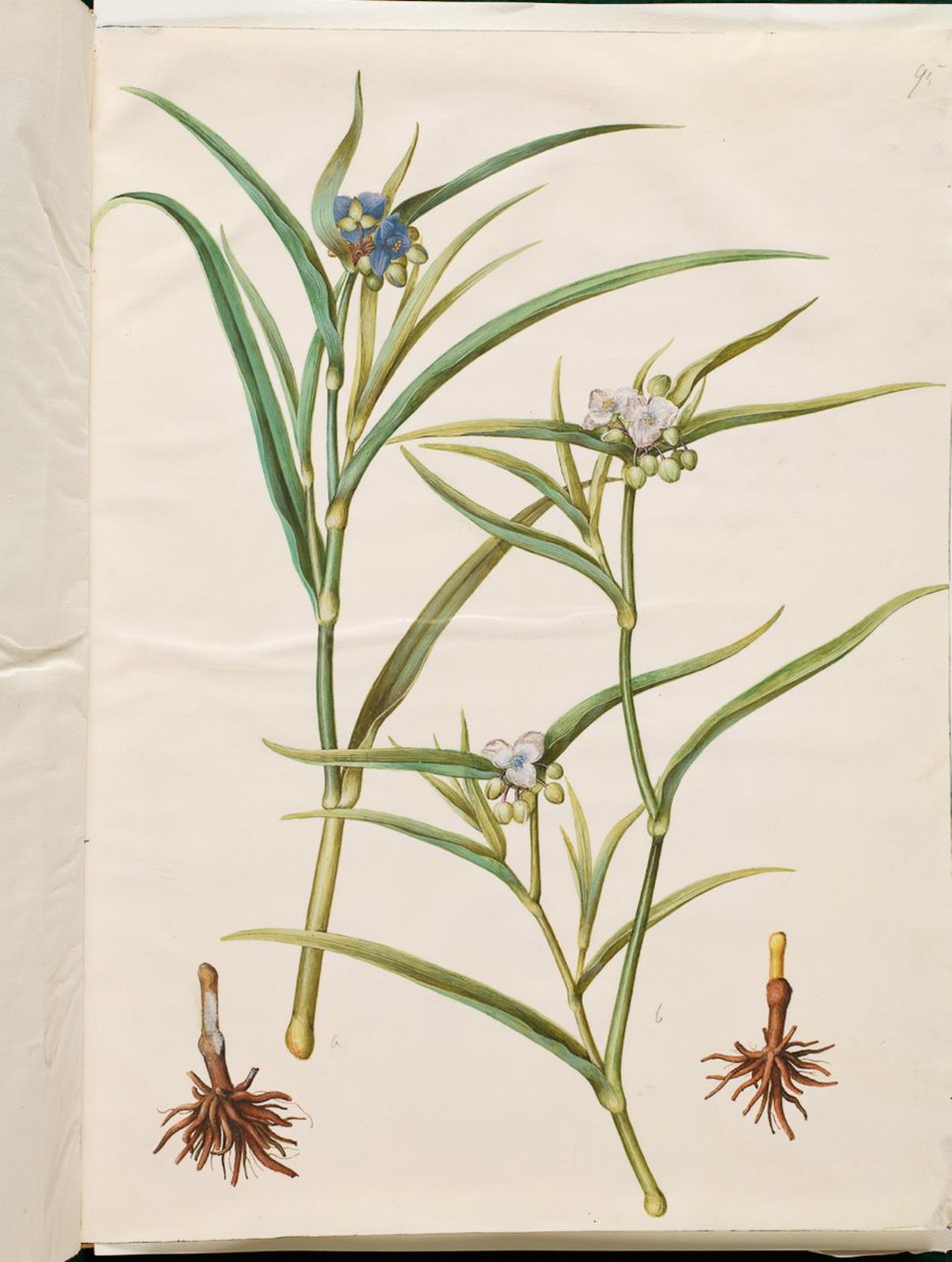 Tradescantia virginiana veya Tradescantia ohiensis (çiçek çayırı veya ohio çiçek çayırı) by Hans Simon Holtzbecker