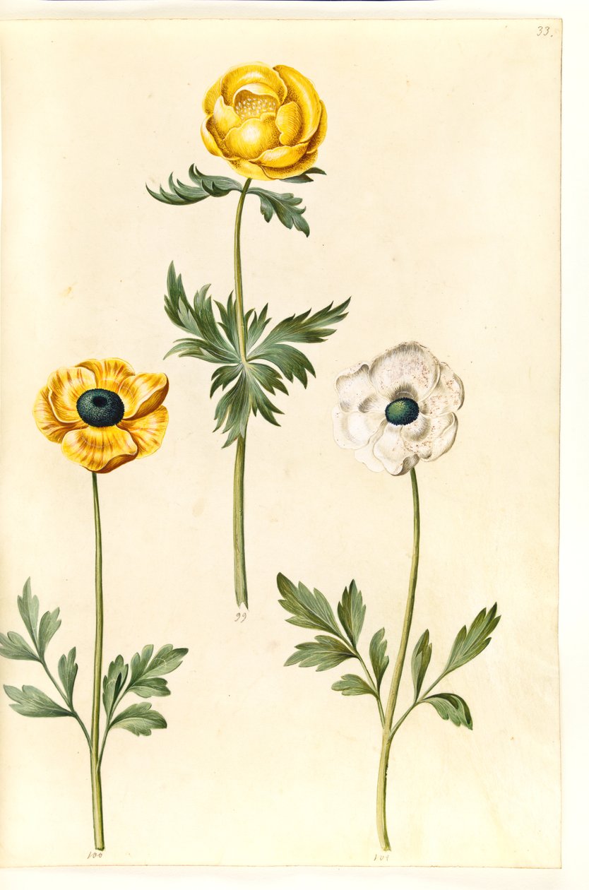 Trollius europaeus (Avrupa çayır eriği); Ranunculus asiaticus by Hans Simon Holtzbecker