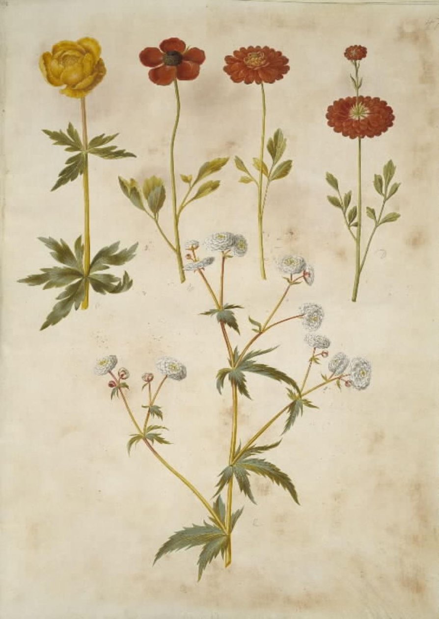Trollius europaeus (Avrupa çayır eriği); Ranunculus asiaticus (sahip-ranunkel); Ranunculus aconitifolius (gümüş düğme düğün çiçeği) by Hans Simon Holtzbecker