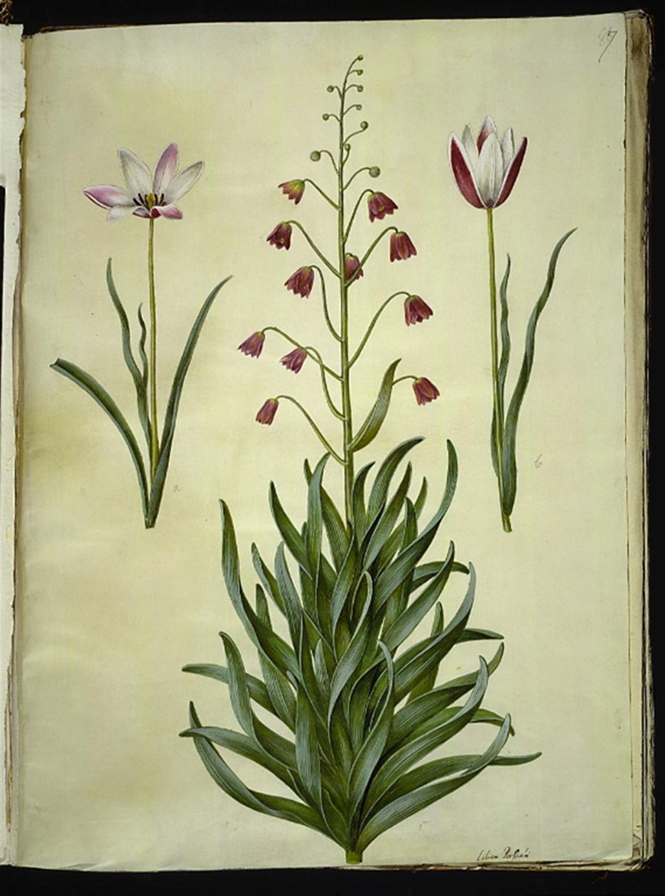 Tulipa clusiana (clusius-tulipan); Persit fritillaria persica (persisk fritillaria) by Hans Simon Holtzbecker