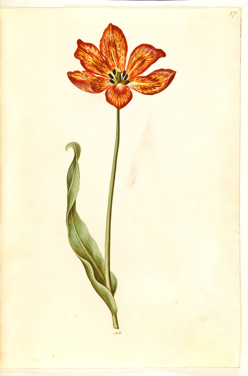 Tulipa gesneriana (lale var) by Hans Simon Holtzbecker