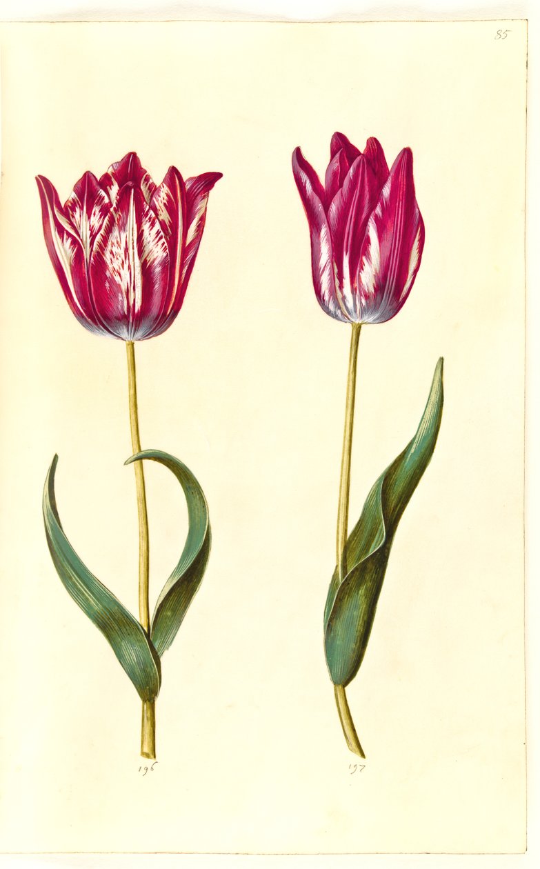Tulipa gesneriana (lale var) by Hans Simon Holtzbecker