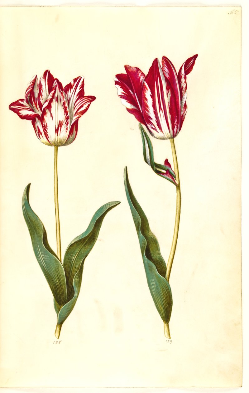 Tulipa gesneriana (lale var) by Hans Simon Holtzbecker