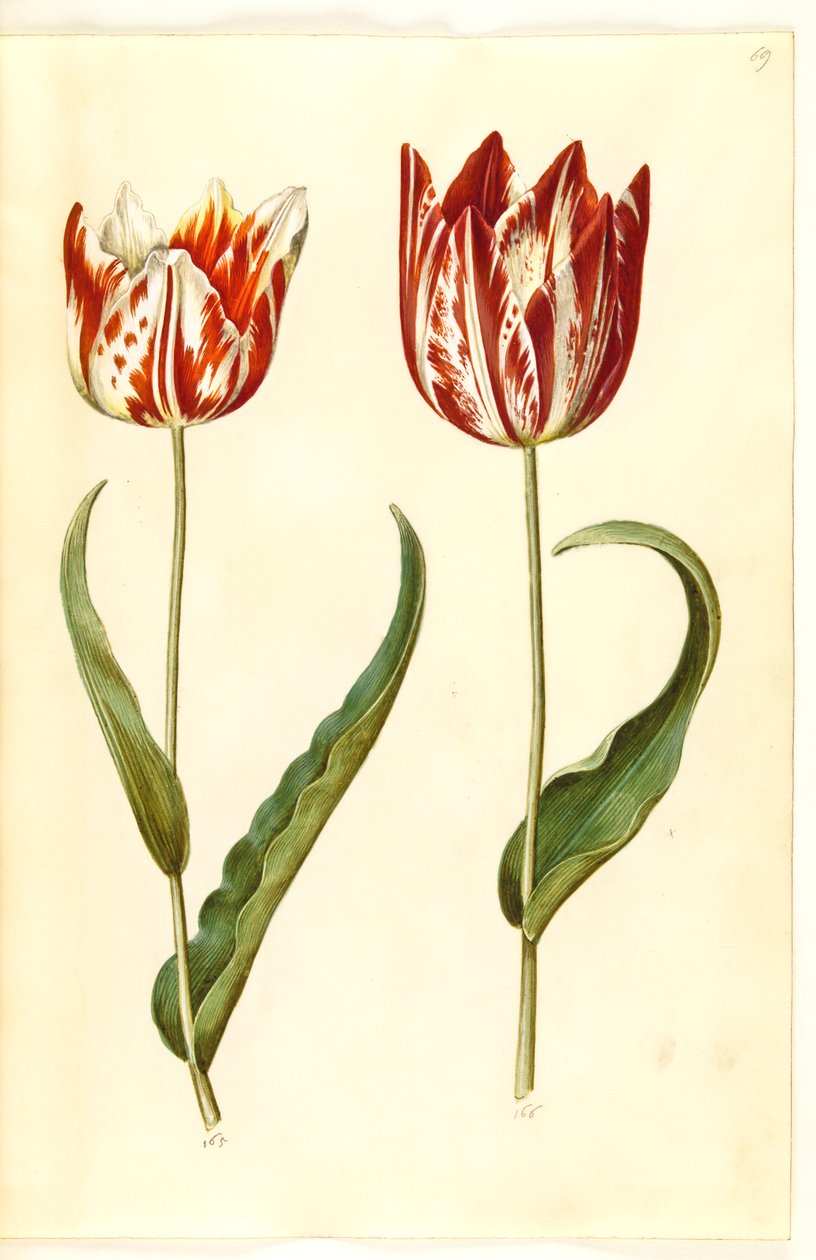 Tulipa gesneriana (lale var) by Hans Simon Holtzbecker
