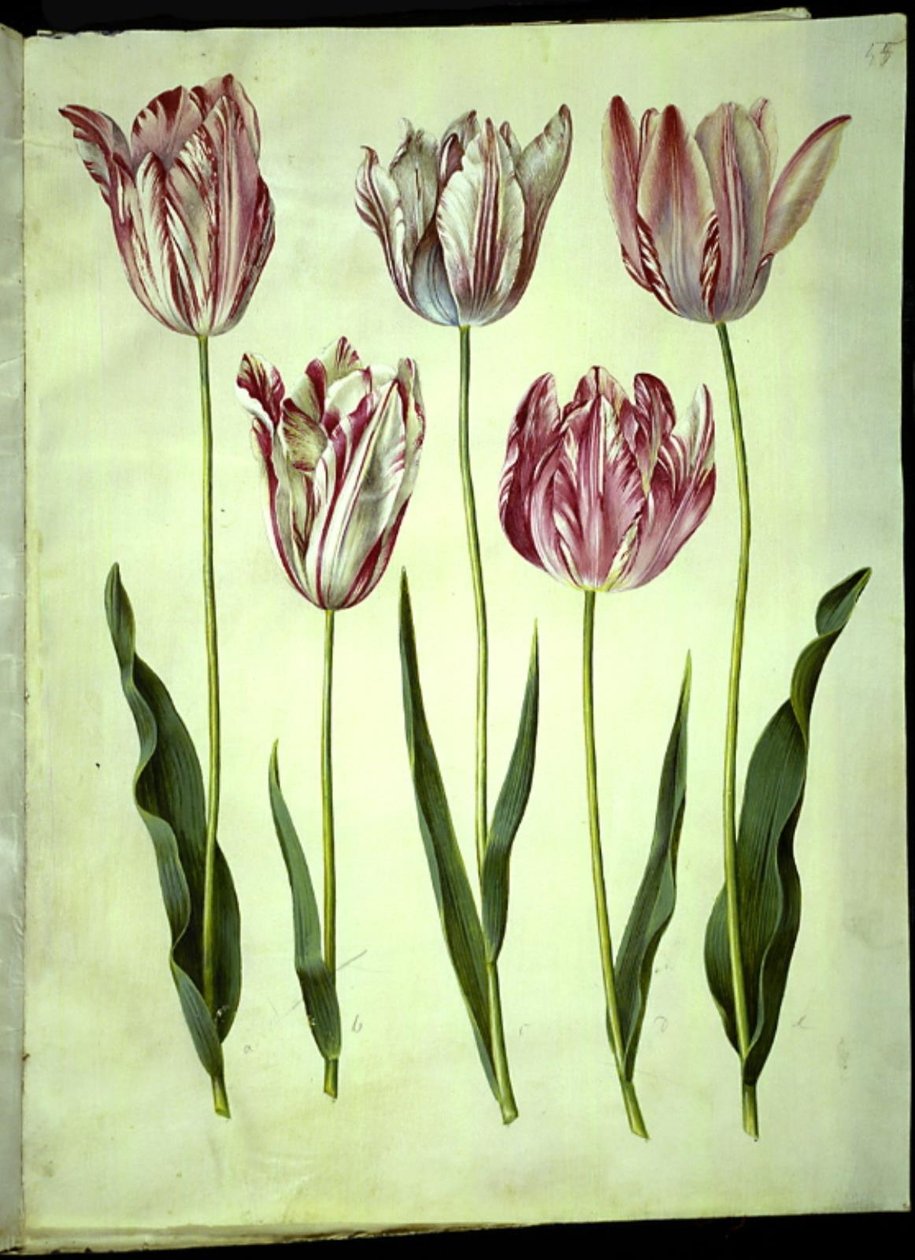 Tulipa gesneriana (lale var) by Hans Simon Holtzbecker