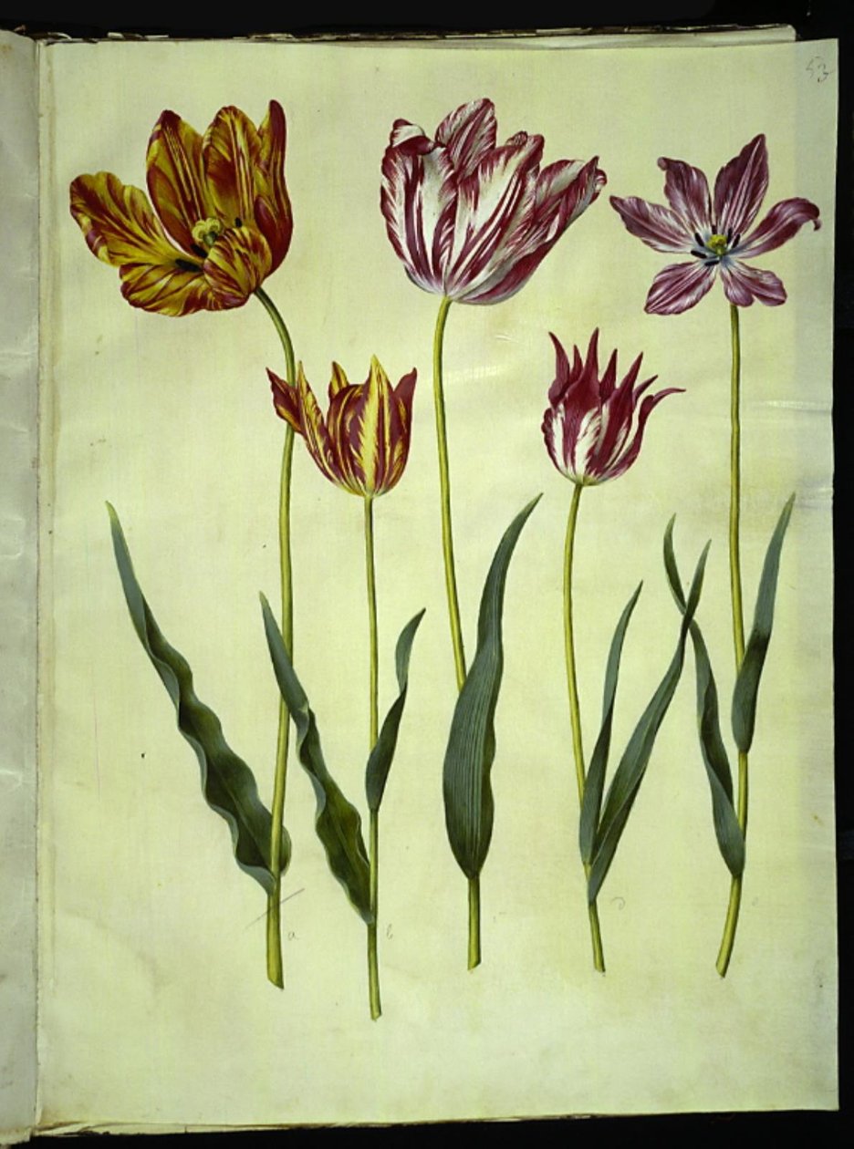 Tulipa gesneriana (lale var) by Hans Simon Holtzbecker