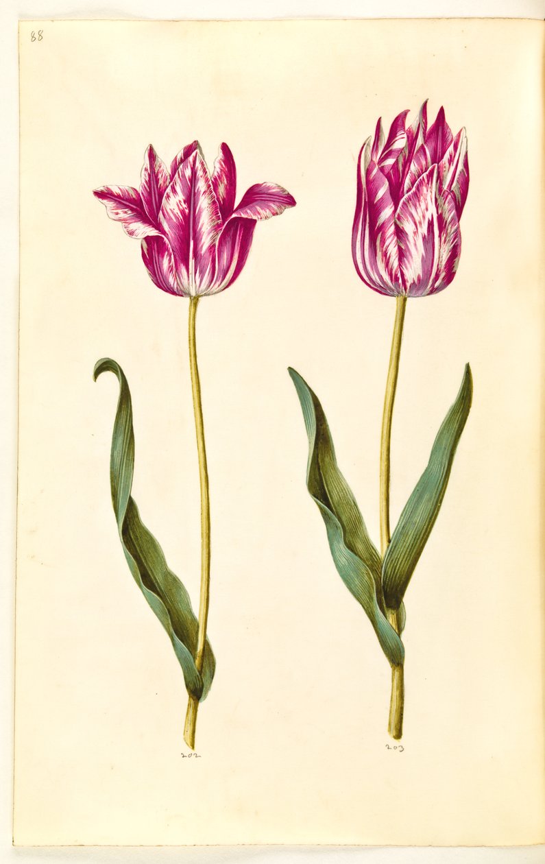 Tulipa gesneriana (lale var) by Hans Simon Holtzbecker