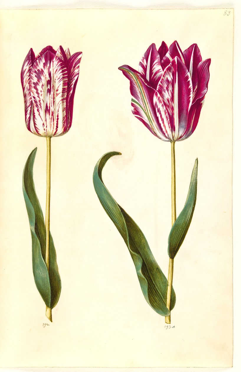 Tulipa gesneriana (lale var) by Hans Simon Holtzbecker