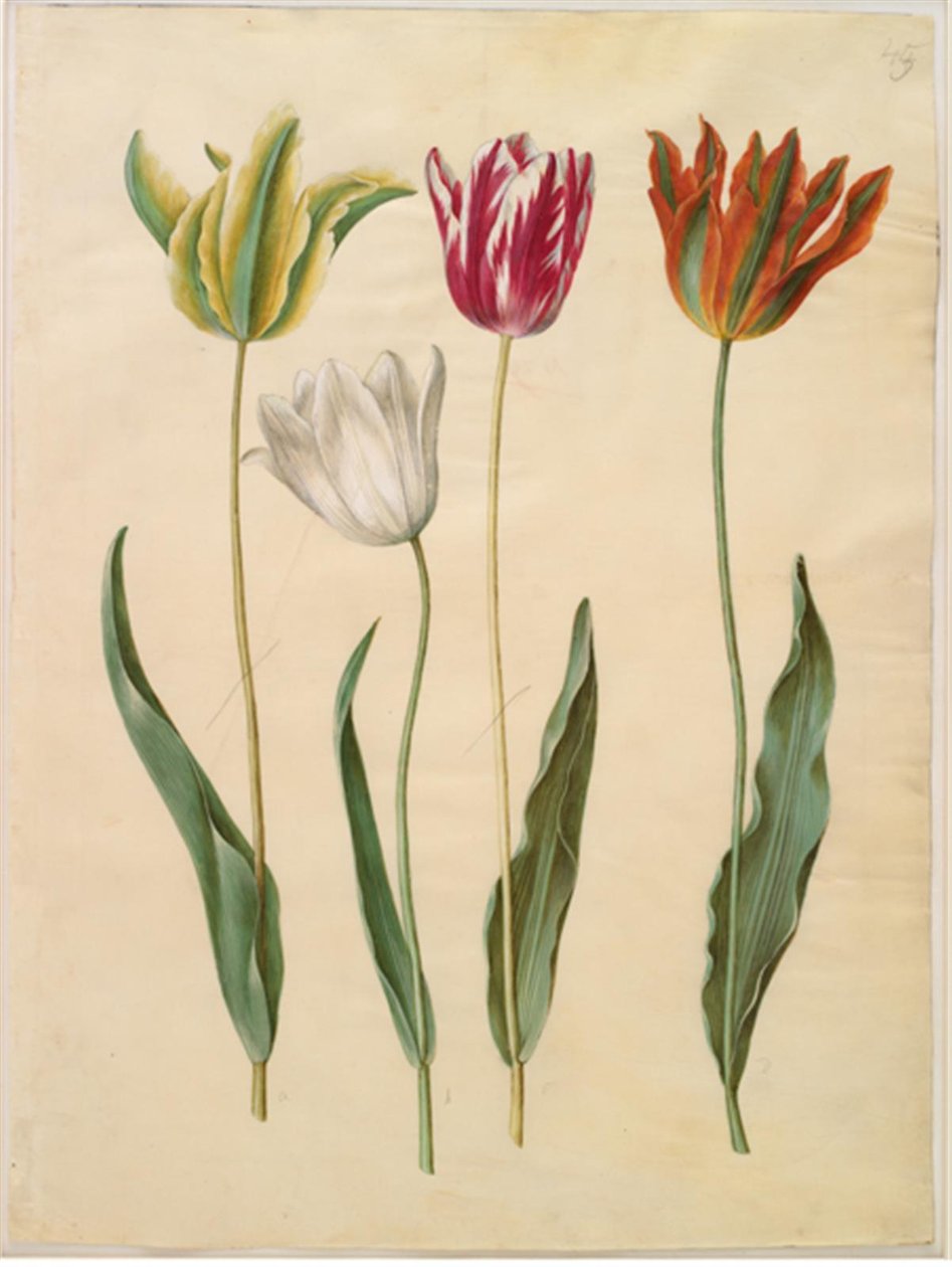 Tulipa gesneriana (lale var) by Hans Simon Holtzbecker