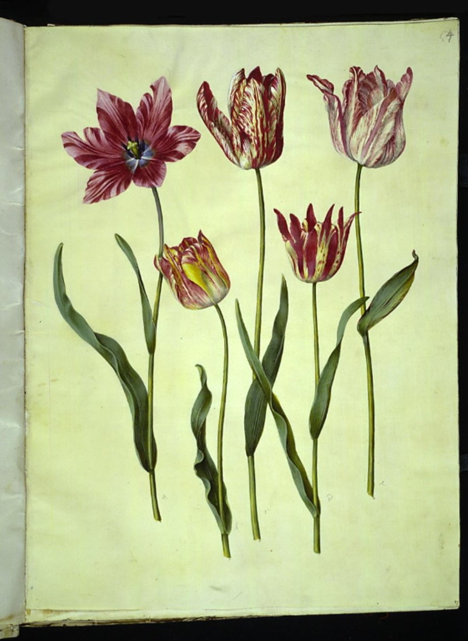 Tulipa gesneriana (lale var) by Hans Simon Holtzbecker