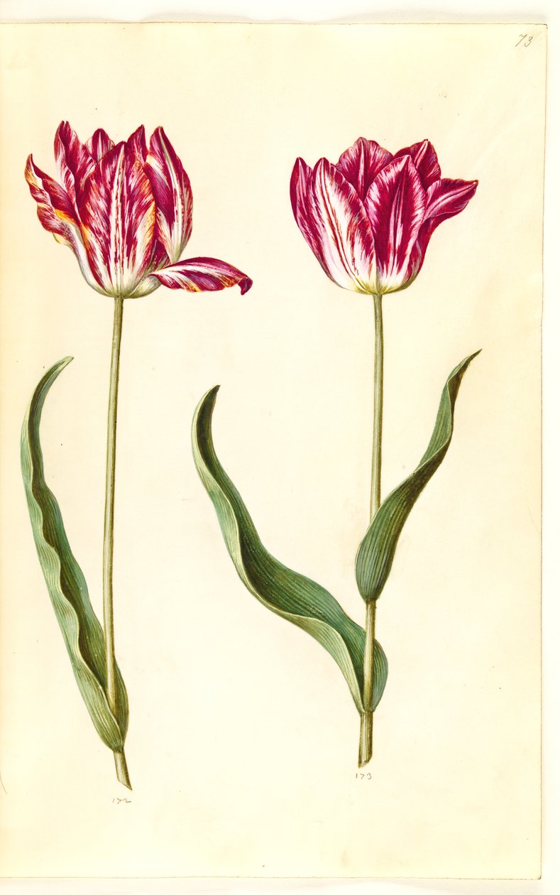 Tulipa gesneriana (lale var) by Hans Simon Holtzbecker