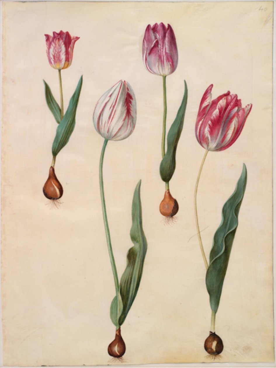 Tulipa gesneriana (lale var) by Hans Simon Holtzbecker