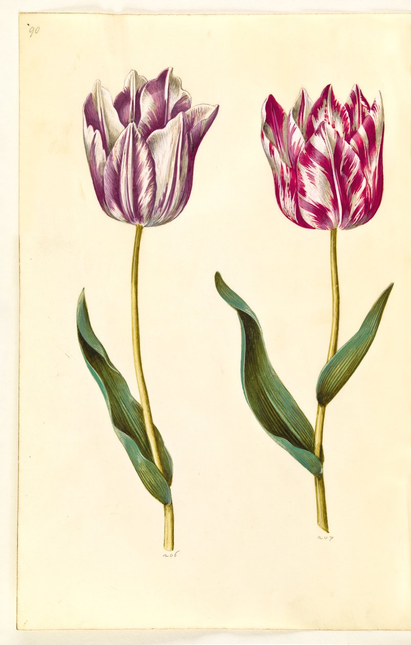 Tulipa gesneriana (sahip-tulipan) by Hans Simon Holtzbecker