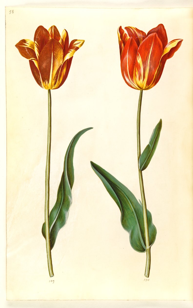 Tulipa gesneriana (sahip-tulipan) by Hans Simon Holtzbecker