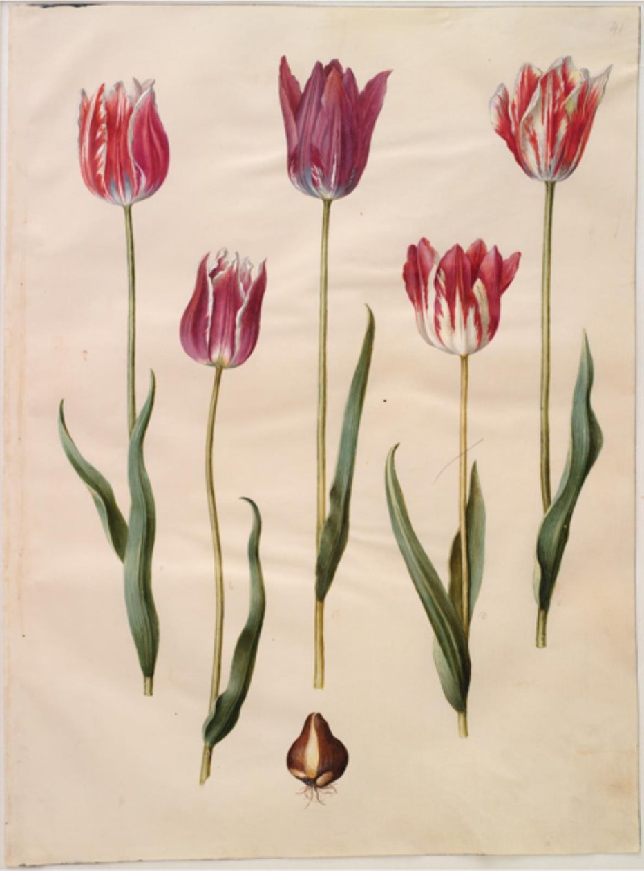 Tulipa gesneriana (sahip-tulipan) by Hans Simon Holtzbecker