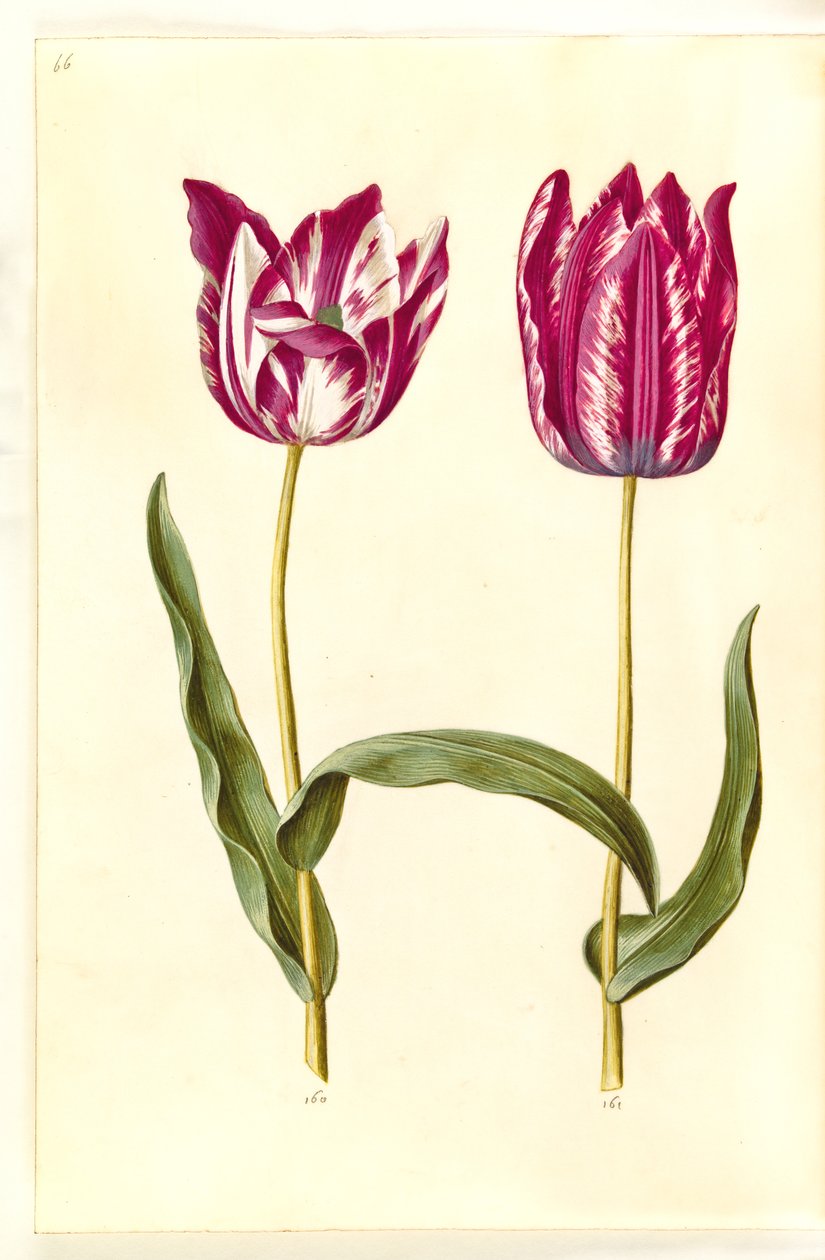 Tulipa gesneriana (sahip-tulipan) by Hans Simon Holtzbecker