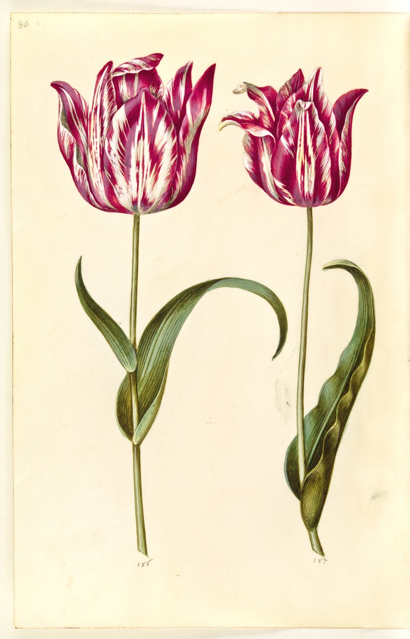 Tulipa gesneriana (sahip-tulipan) by Hans Simon Holtzbecker