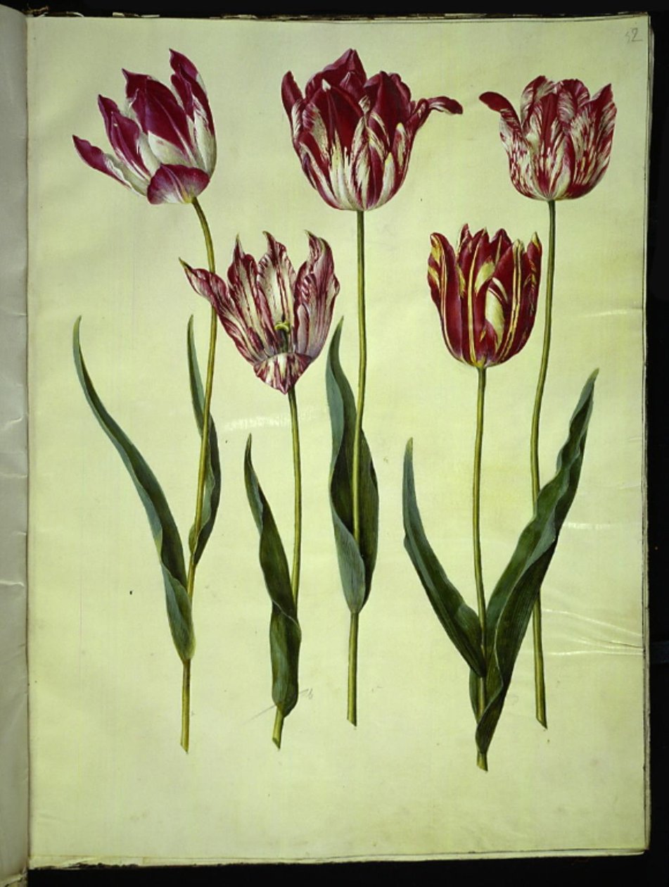 Tulipa gesneriana (sahip-tulipan) by Hans Simon Holtzbecker