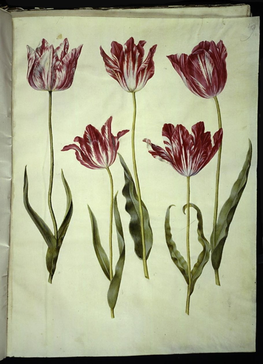 Tulipa gesneriana (lale var) by Hans Simon Holtzbecker